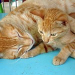 cats Animal Shelter Bonaire