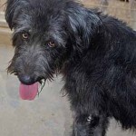 Dogs available for adoption.