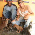 Cats available for adoption.