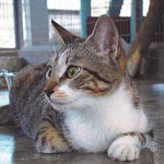 Cats available for adoption.