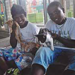 Cats available for adoption.