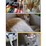 Cats available for adoption.