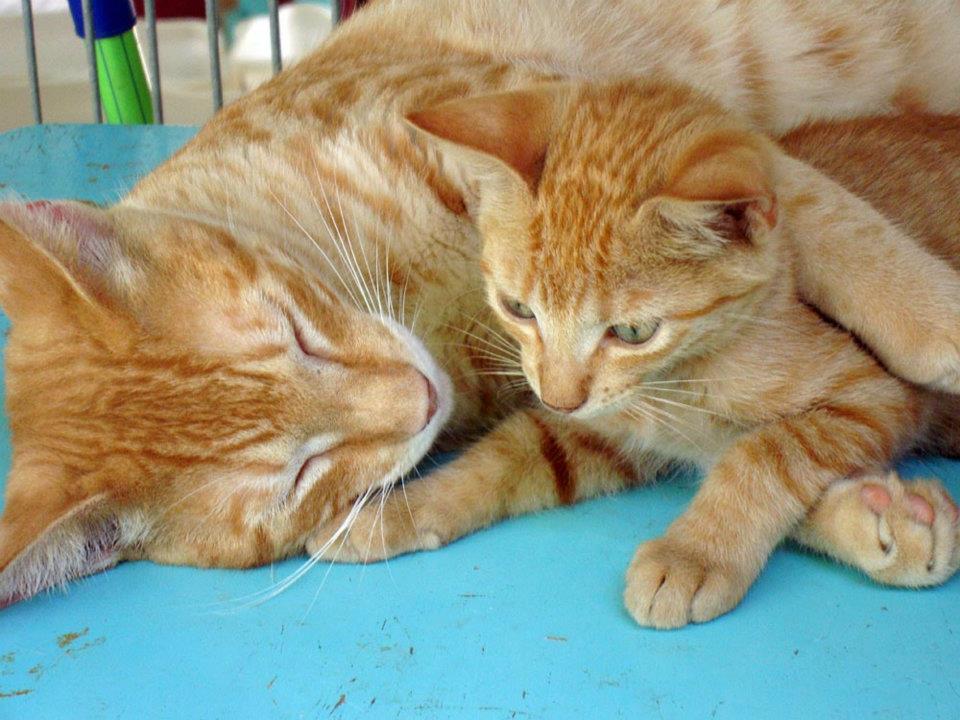 cats Animal Shelter Bonaire