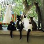 animals-shelter-cats