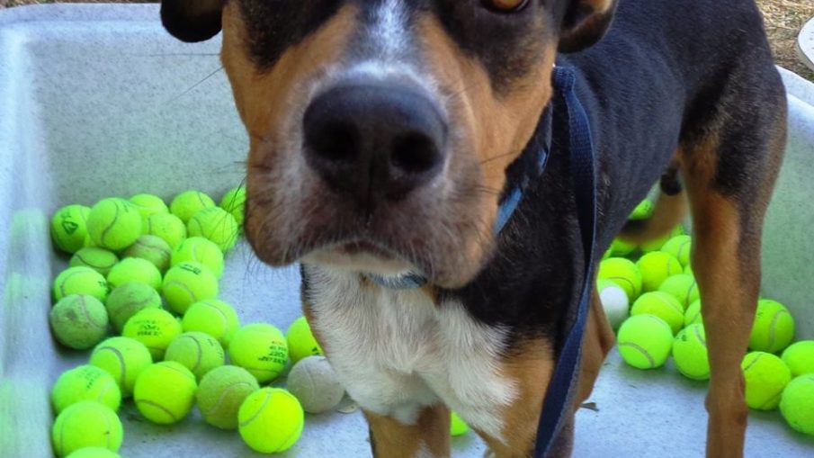 Rocky