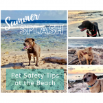 Summer Splash! Pet Safety Tips at the Beach.