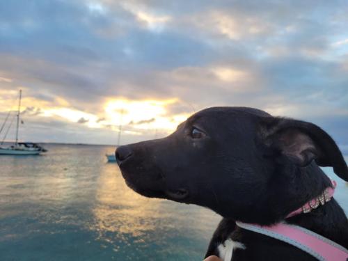 pup enjoying sunset