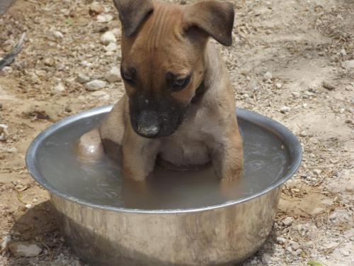 pup in waterbowl